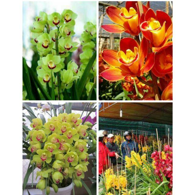 Củ giống ĐỊA LAN SANTO hoa màu ĐỎ LỬA VÀNG, củ to, nảy mần tốt, giá rẻ