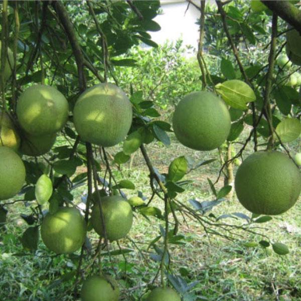 Bưởi da xanh miền bắc