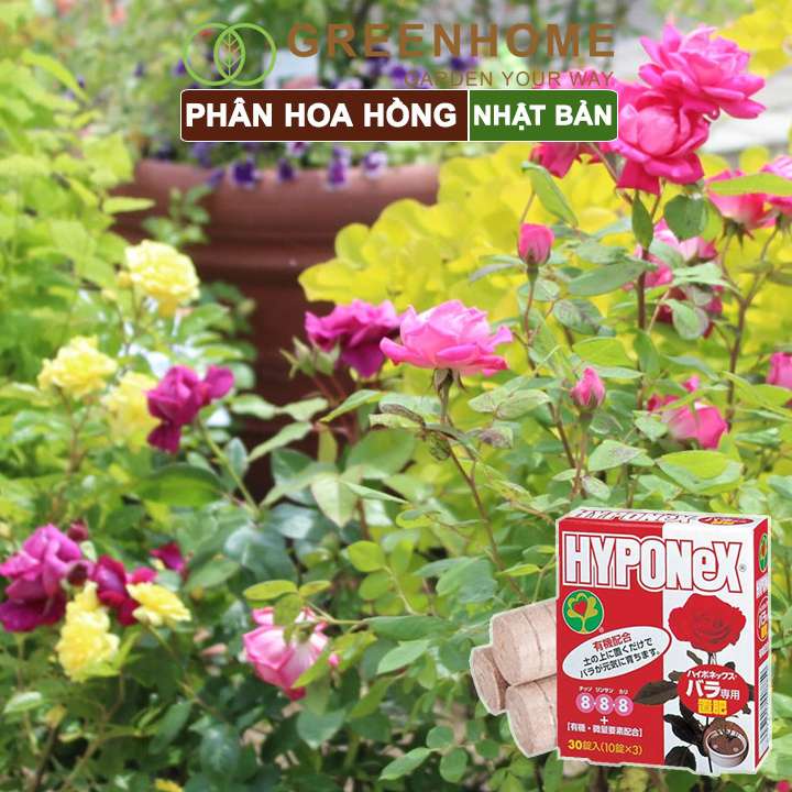 Phân bón hoa hồng Nhật, Hyponex 8.8.8, giúp thân to khoẻ, nhiều chồi, hoa to, lâu tàn |Greenhome