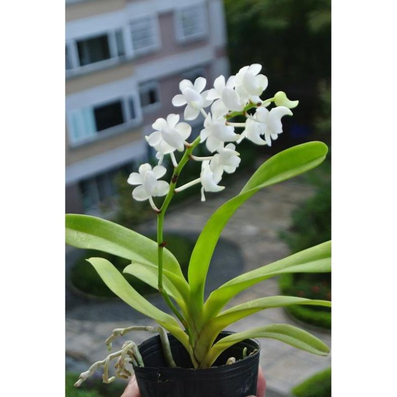 Hoa lan bạch nhạn