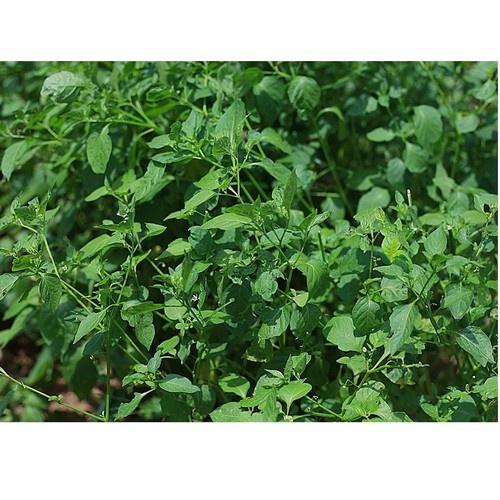 Bầu CÂY RAU TẦM BÓP giống