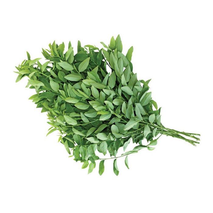 Hạt giống Rau Ngót - Bồ Ngót dễ trồng