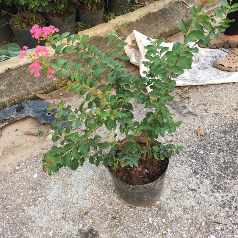 Cây tường vi cao 35-40cm cây đang ra hoa xum xuê và nhiều nụ