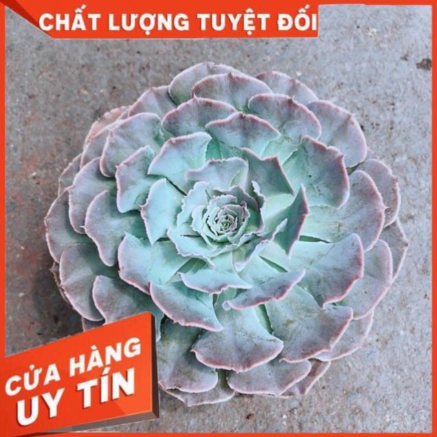 Sen Bắp Cải Tím