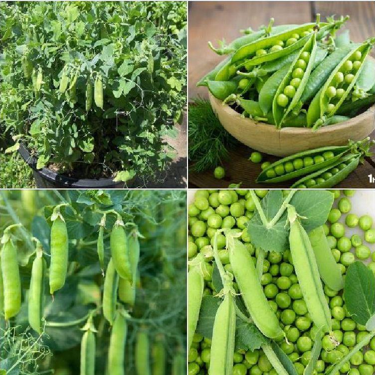 Hạt giống Đậu Hà Lan F1