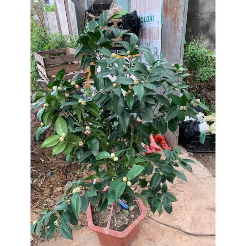 Cây Trà Đỏ Lựu