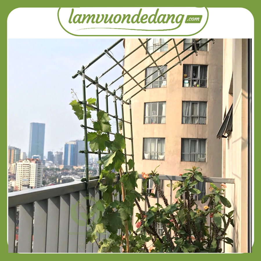 Combo 5 ỐNG THÉP BỌC NHỰA phi 11 - Dùng làm khung giàn, giá đỡ cho hoa hồng leo, cây hoa leo, bầu bí mướp mùng tơi - Cao