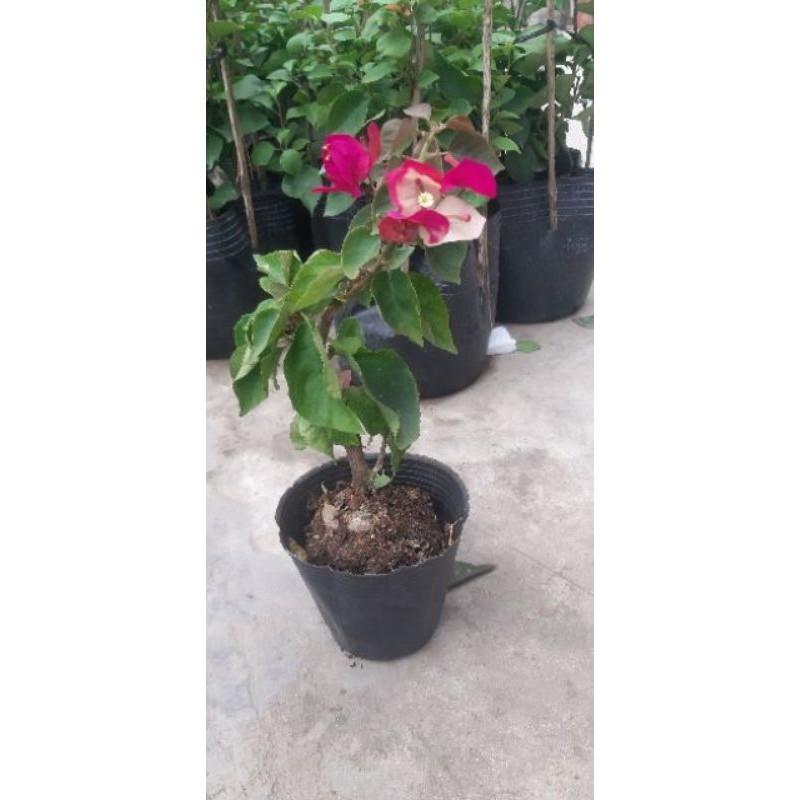 Hoa Giấy Đổi Màu Siêu Đẹp 681sp