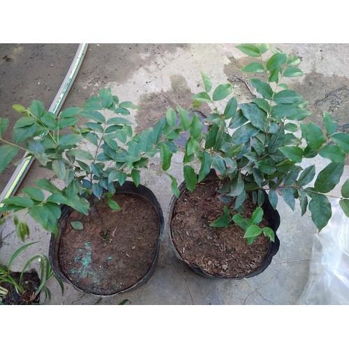 Cây giống Nho thân gỗ NAM MỸ siêu trái . .