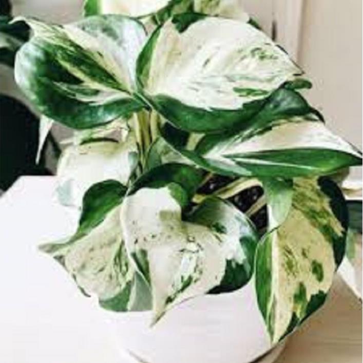 CHẬU CÂY TRẦU BÀ SỮA ,LOÀI CÂY SANG TRỌNG, QUÝ PHÁI, VƯỢNG TÀI LỘC CHO GIA CHỦ + Tặng 01 cây dâu da đất