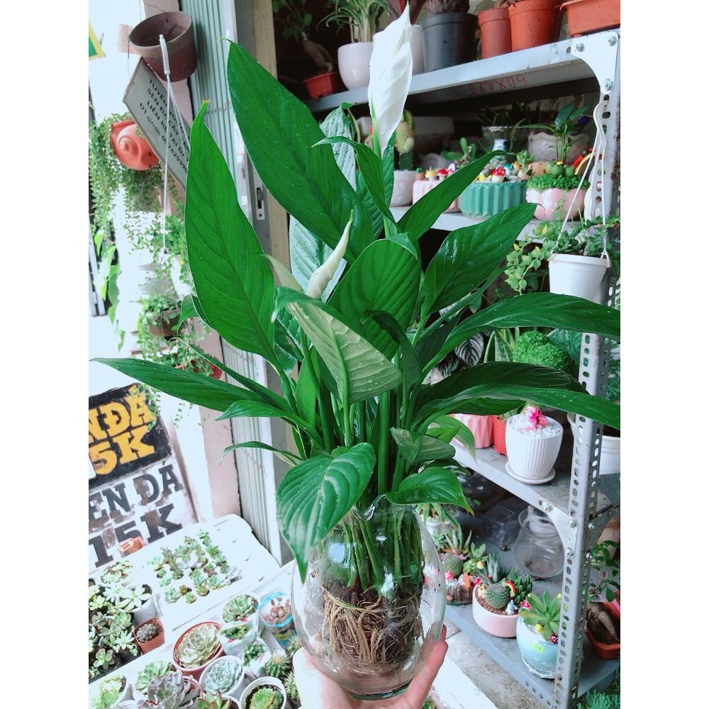 Chậu Lan Ý Thủy Sinh