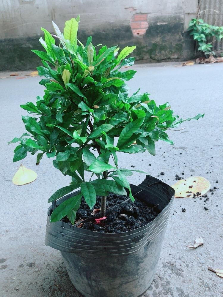 Cây Thần Kỳ
