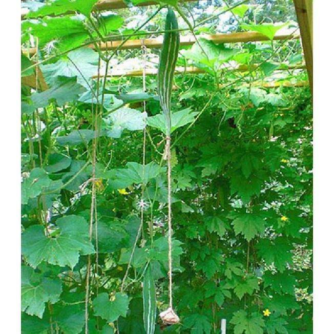 Hạt giống lặc lày - mướp mèo - 1 gói 10 hạt