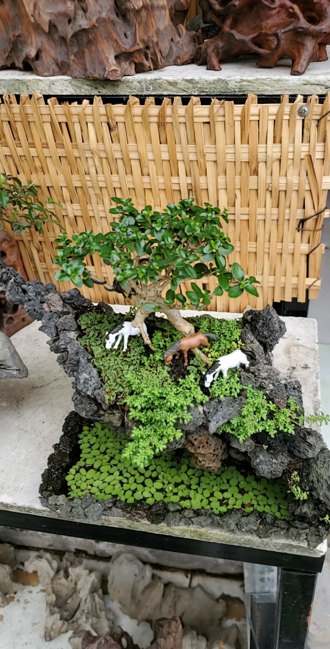 Bonsai mini Sam hương tam mã