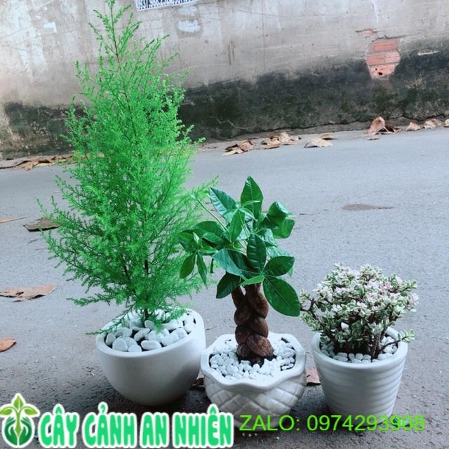 Chậu Cây Cần Thăng