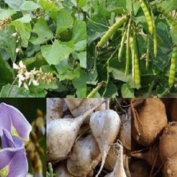 Hạt giống củ đậu cao sản dể trồng f1-gói 30 hạt-tặng kèm gói phân bón lót