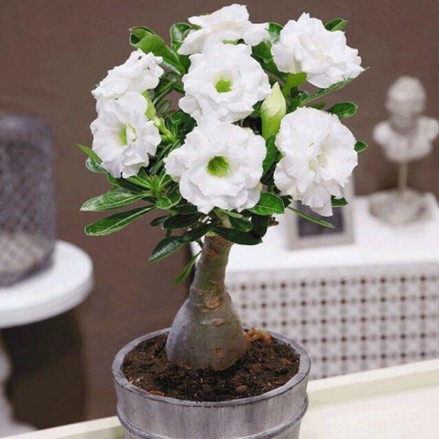 Sứ thái giống mới loại siêu hoa