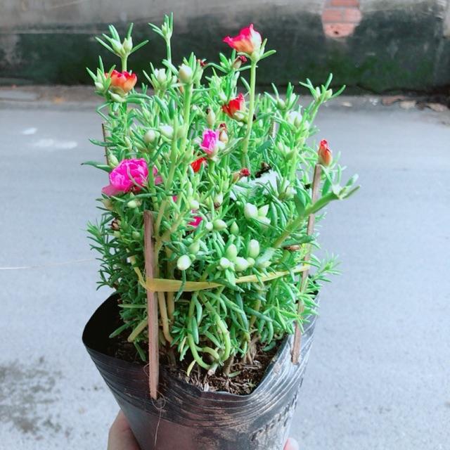 Hoa Mười Giờ Mỹ