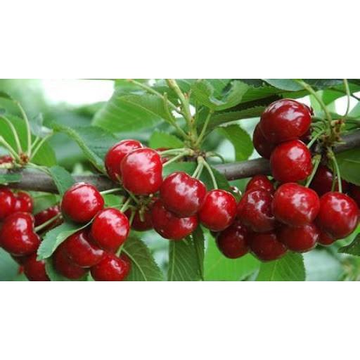 Cây giống cherry