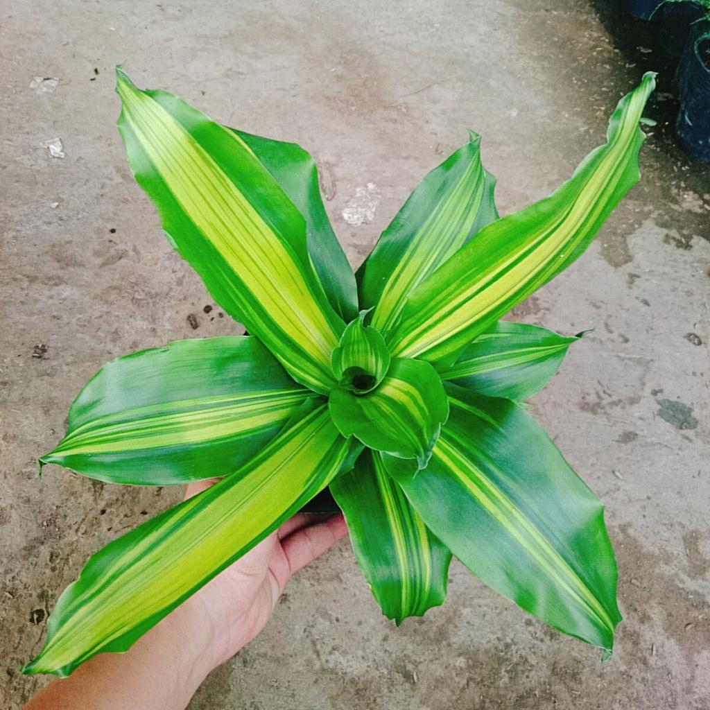 Cây Phát Tài - cây cảnh trong nhà + tặng phân bón cho cây mau lớn