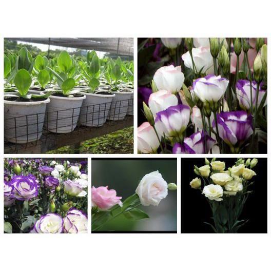 Hạt giống hoa Cát tường nhiều màu dễ trồng Lisianthus seeds