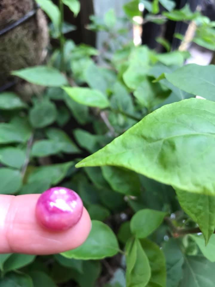 VIÊN ĐÁ RUBBY HỒNG TRÒN ĐẸP NHƯ BÔNG HOA PHÍA TRÊN VIÊN ĐÁ TRÒN DẦY ĐẸP LẮM LUÔN LÀM MẶT NHẪN DÂY CHUYỀN Size DÀI 12mm X NGANG 11mm x DẦY 7mm