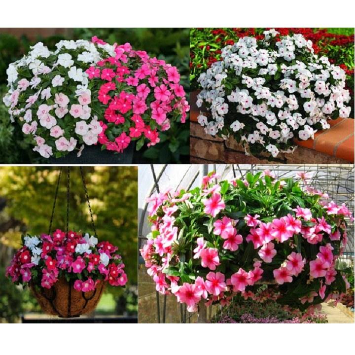 Hạt Giống Hoa Dừa Cạn Rũ -
