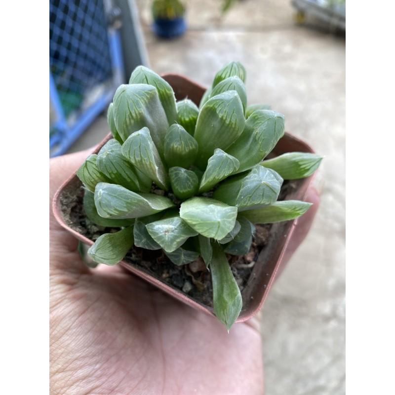 Combo 3 cây sen đá kim cương coperi