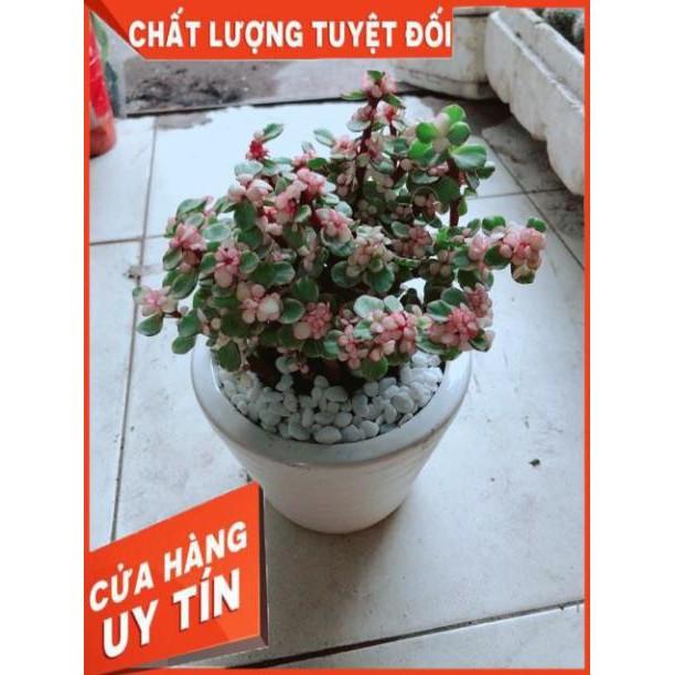 Chậu Sen Đô La
