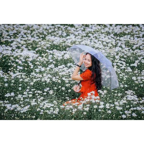 Ô trong suốt HOA CÚC chụp ảnh Hàn Quốc cực xinh, ô đi mưa họa tiết hoa cúc tuyệt đẹp