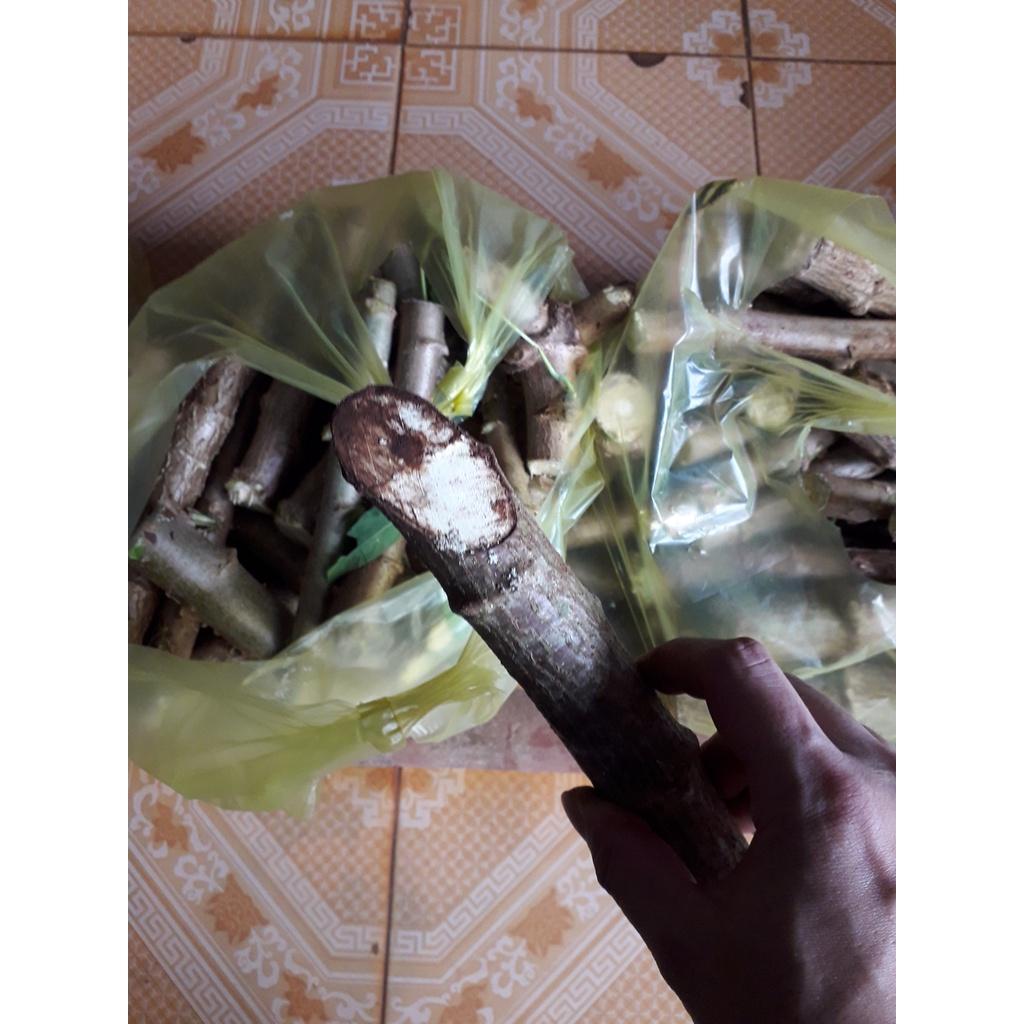 100 HOM GIỐNG KHOAI MÌ RUỘT VÀNG DẺO THÁI LAN.