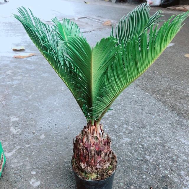 Chậu Vạn Tuế