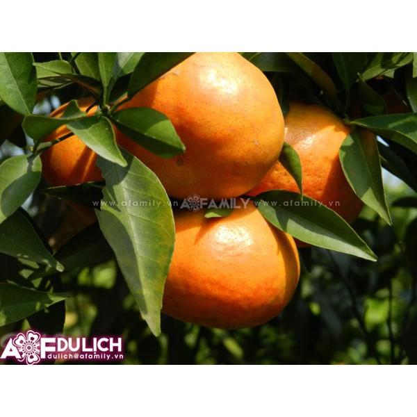 Cây giống Cam ĐƯỜNG Canh Siêu trái .