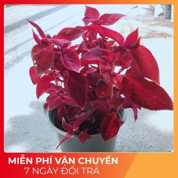 Cây Lá Gấm Đỏ