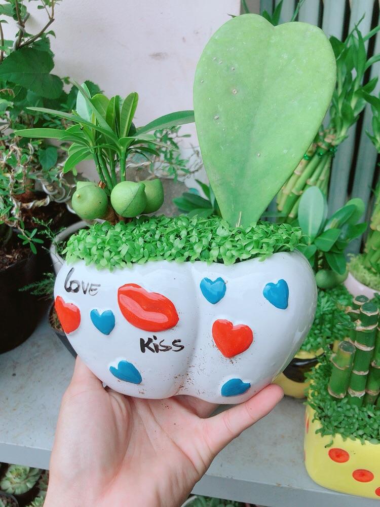 Chậu Cây May Mắn Tài Lộc