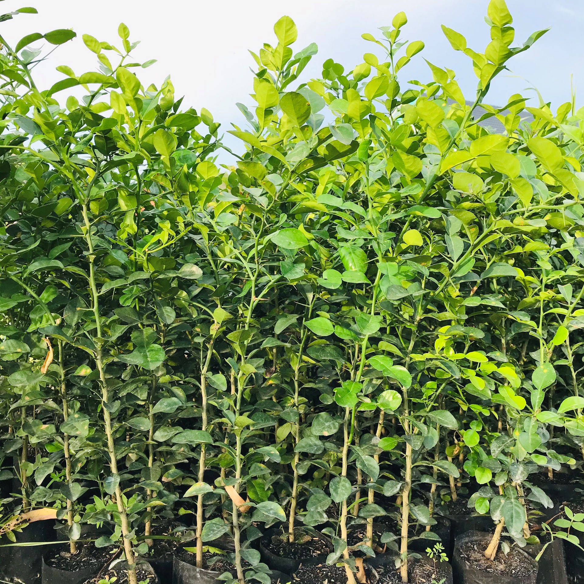 Cây Chúc (Chanh Thái) Cao Khoảng 40cm – Cây Giống Khỏe, Dễ Trồng