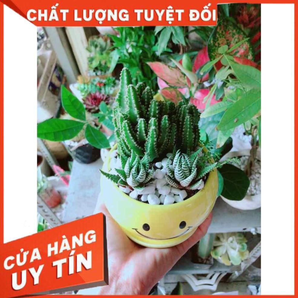 Chậu Xương Rồng Thanh Sơn + Móng Rồng Nhiều Người Mua