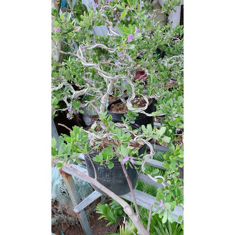 Linh Sam Bonsai Lá lớn