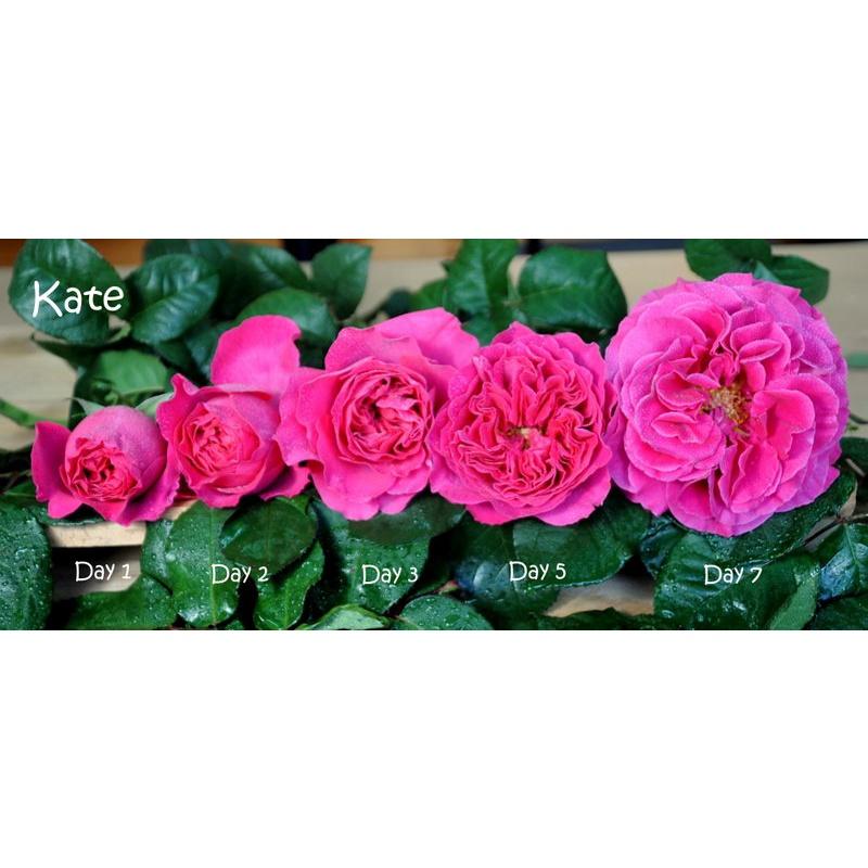 Hoa Hồng Ngoại Kates Rose- Hương Thơm Hiếm Có-bầu to cây to trồng bịch vải