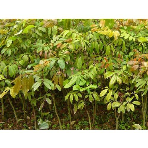 Cây giống Nhãn Hương Chi .