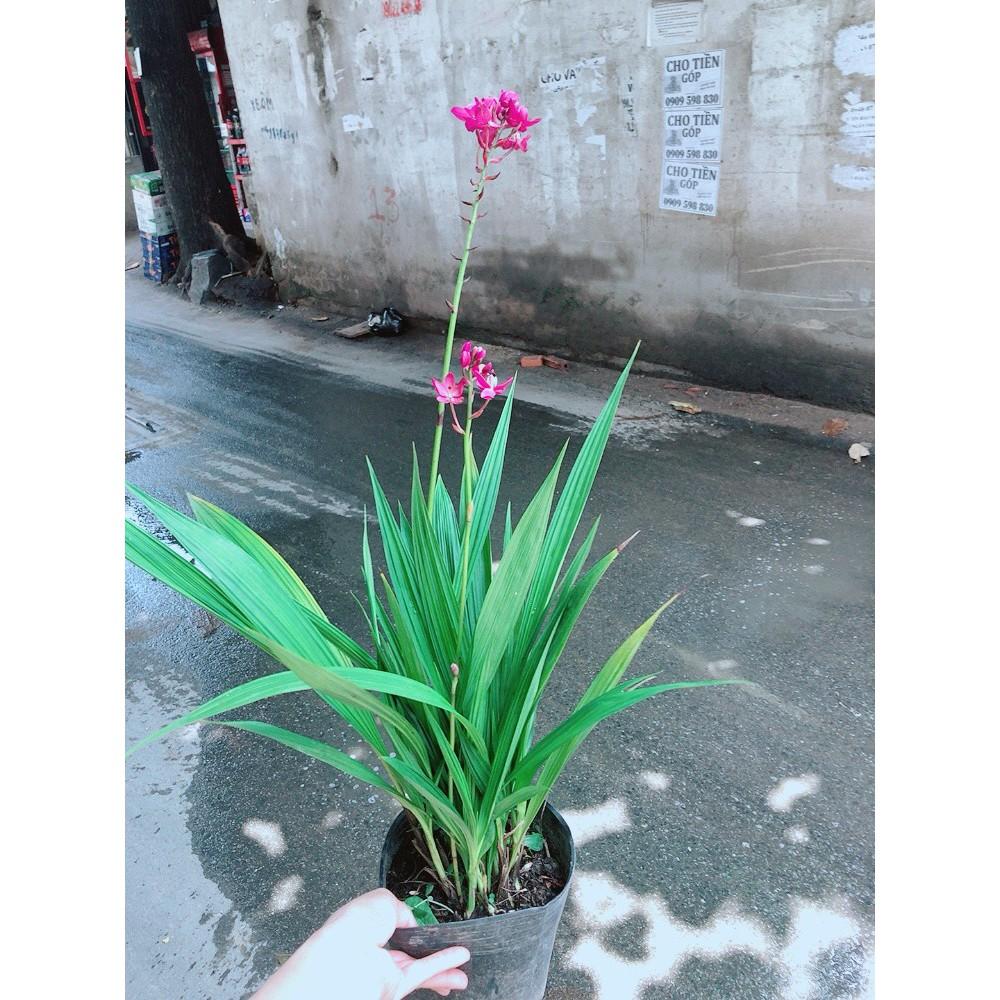 Cây Địa lan, lan đất hay lan chu đinh