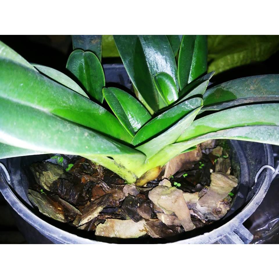 Vỏ thông trồng lan loại đẹp không vụn 1kg