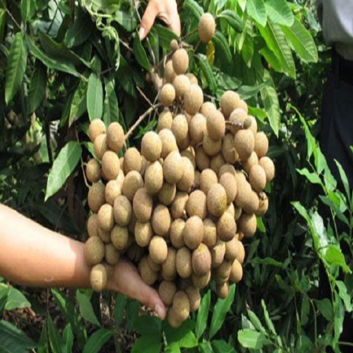 COMBO 2 Cây giống nhãn lồng
