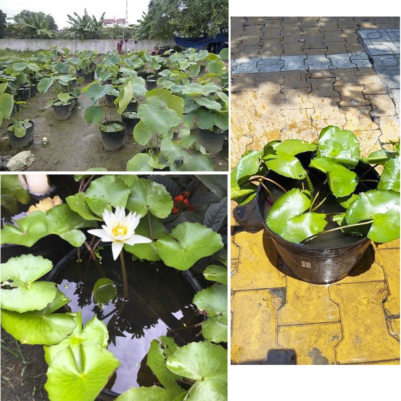 100 Chậu 25x21x21cm nhựa PE dẻo trồng cây bền từ 5 đến 10 năm-77307