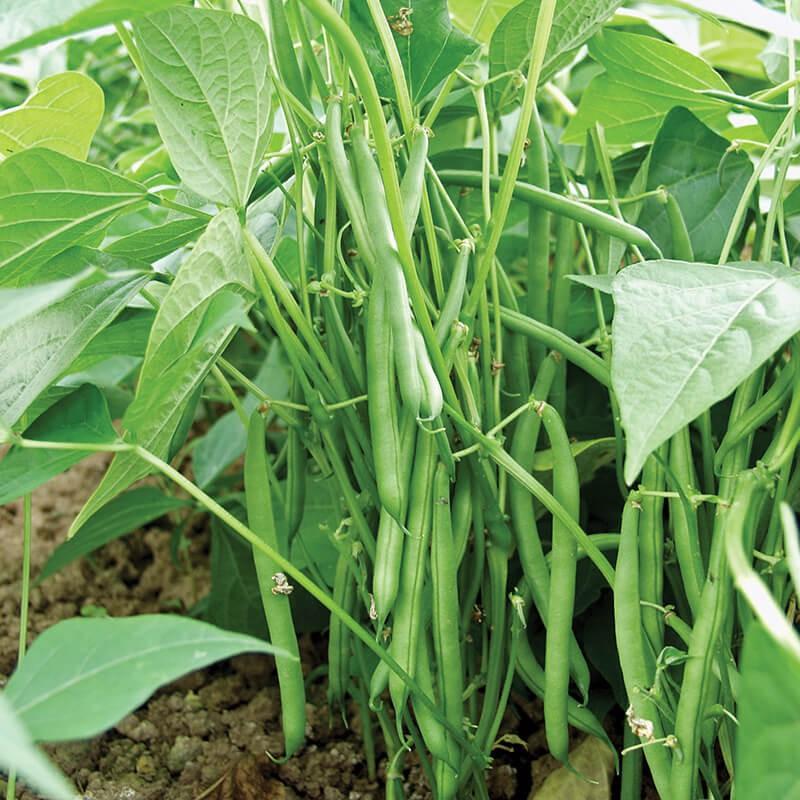 Hạt giống Đậu Cove bụi lùn, đóng gói 20gr