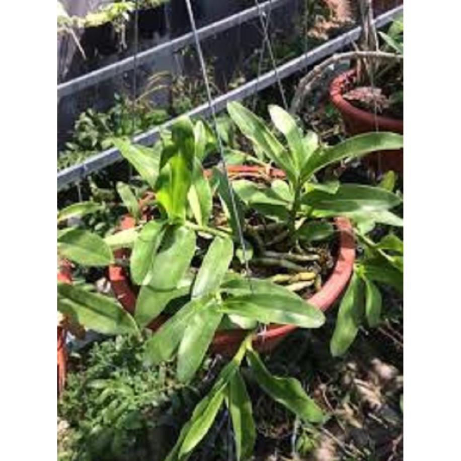 Hoa lan - trầm tím lào+ 700g phân thỏ hữu cơ