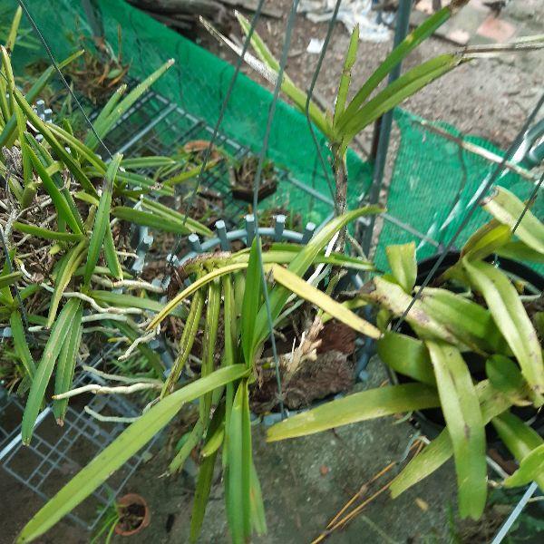 Phong lan hỏa hoàng cam
