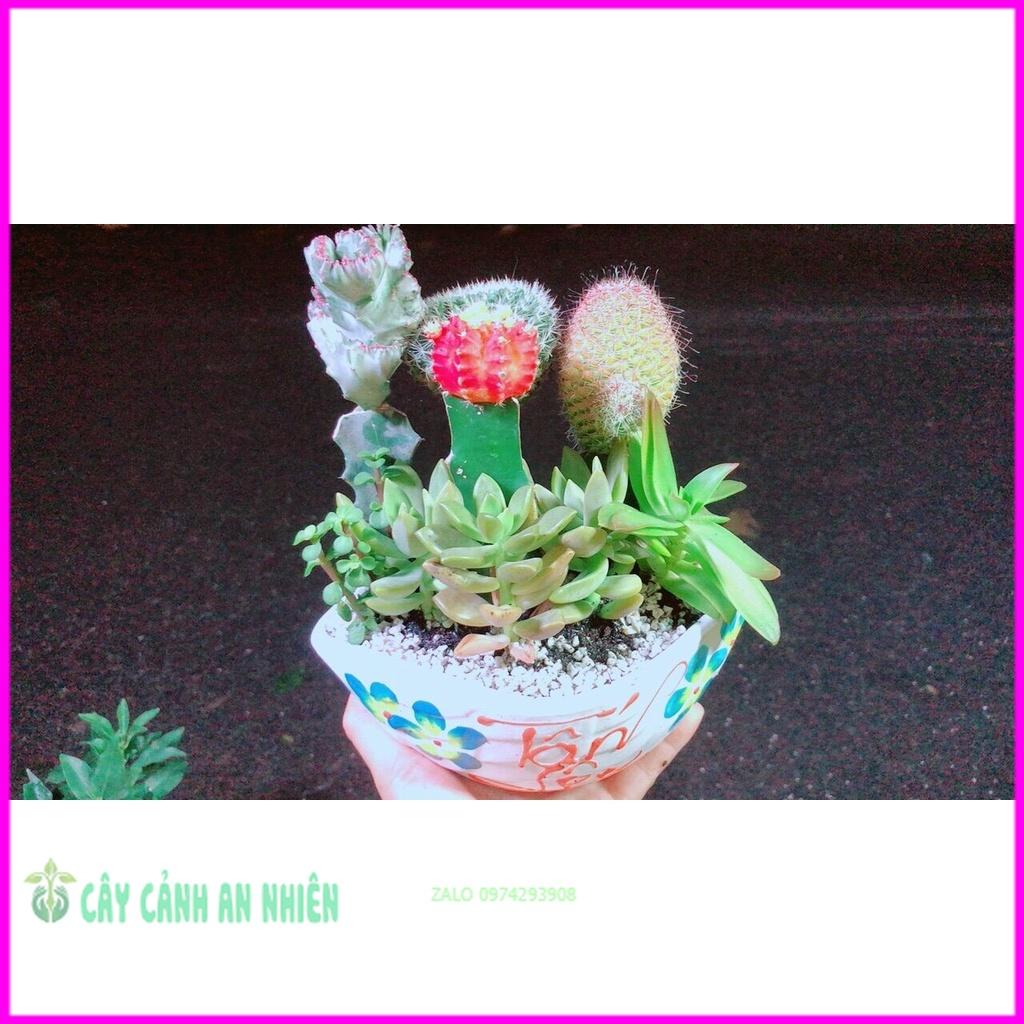 Chậu Cây Xương Rồng Tiểu Cảnh