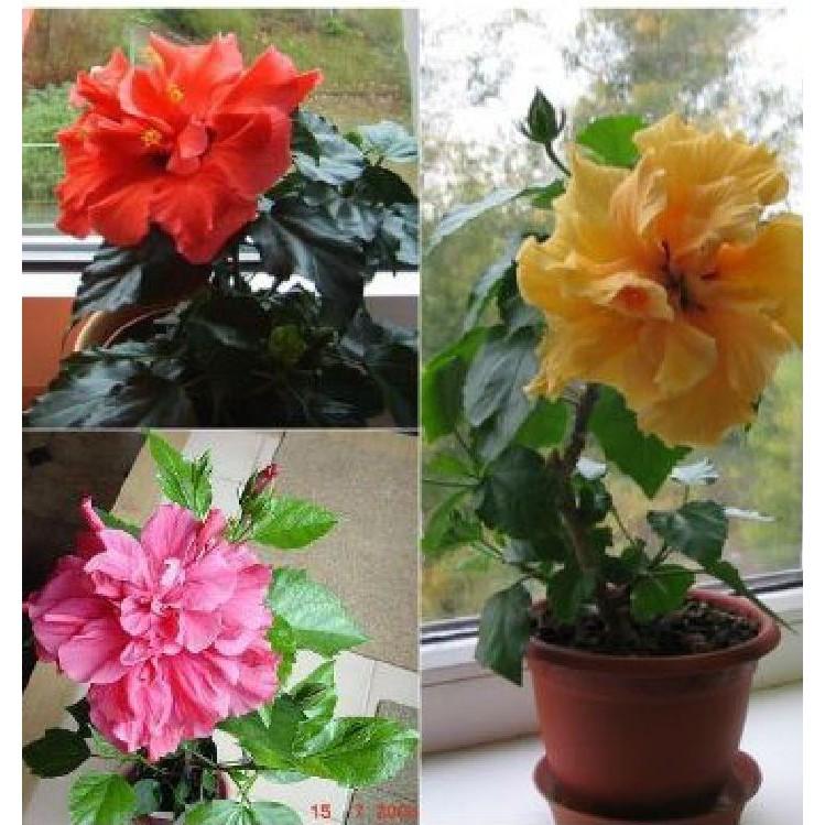 Hạt giống hoa râm bụt lùn Thái Mix màu - gói 10 hạt