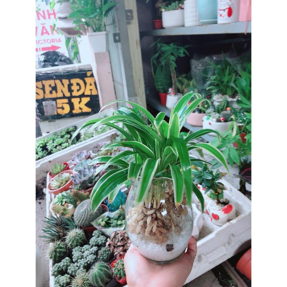 Cỏ Lan Chi Thủy Sinh Đẹp